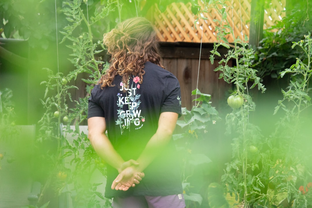 A visitor walks through a walled courtyard during the open gardens London weekend, surrounded by mature hedges.
