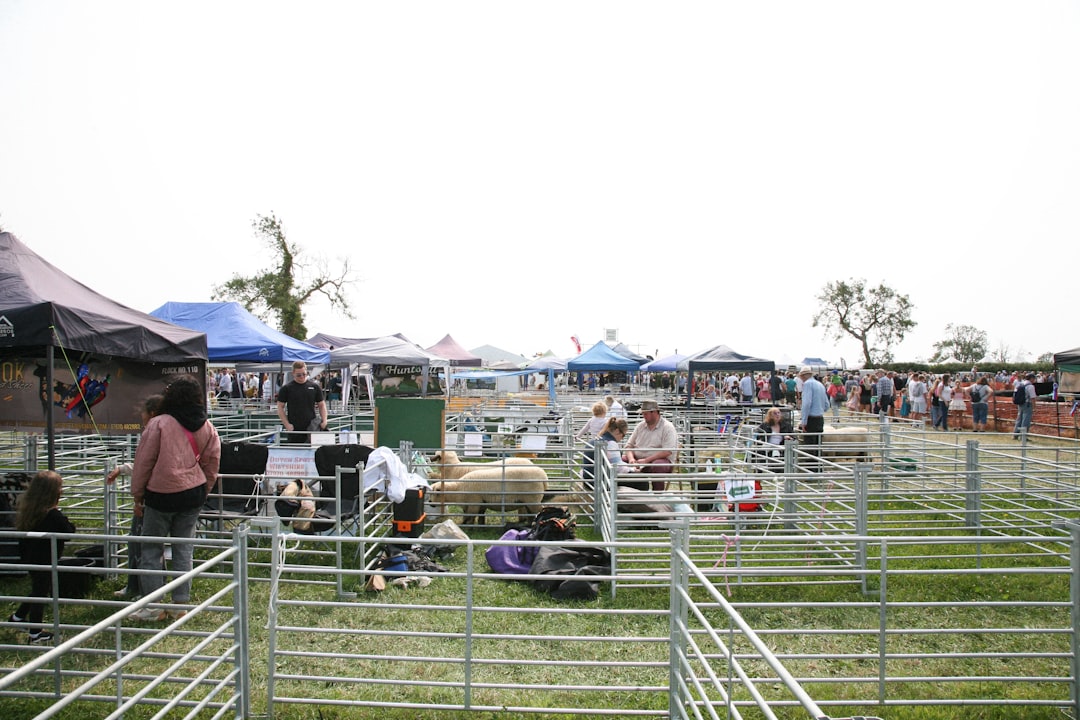 A family watches a sheep shearing display at the Lambeth Country Show in Brockwell Park, south London