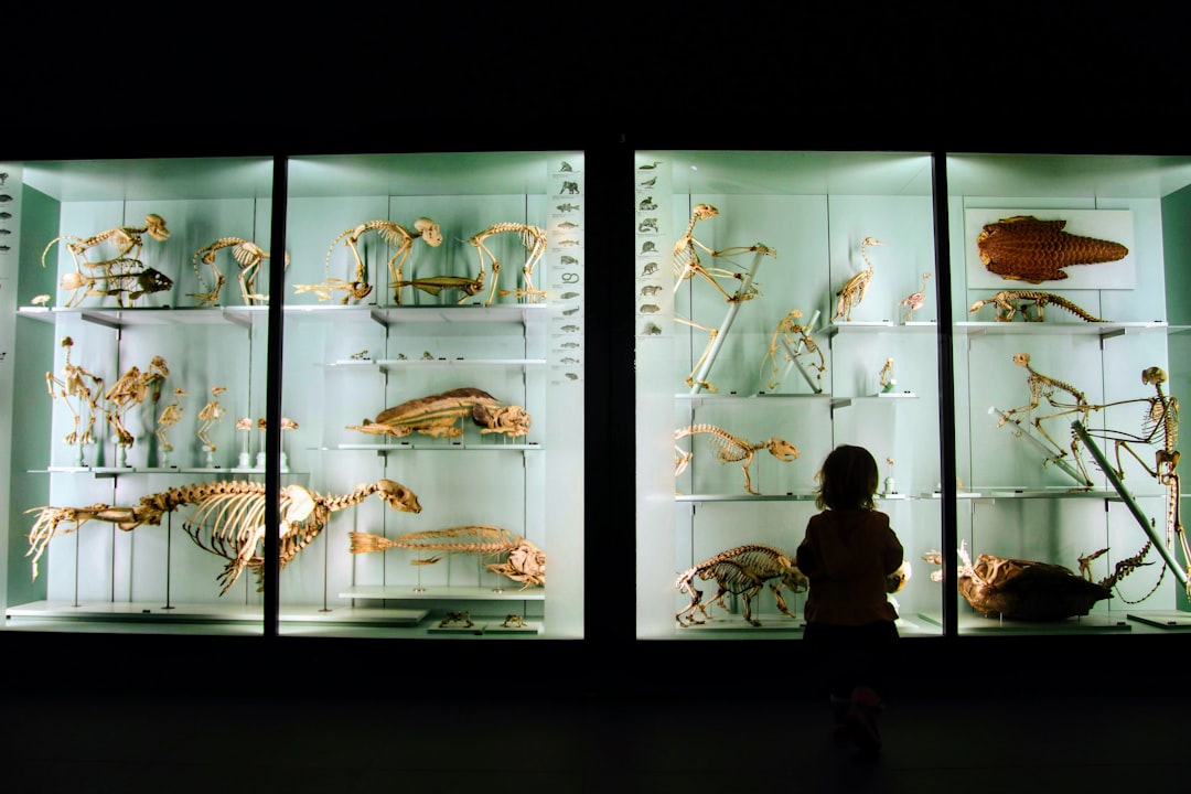 A young child gazes in wonder at a dinosaur skeleton inside one of London's most popular free venues for families.